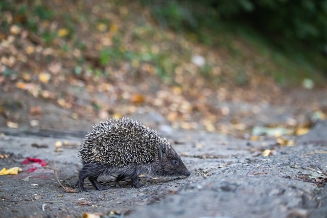 的对抗能力 的对抗能力